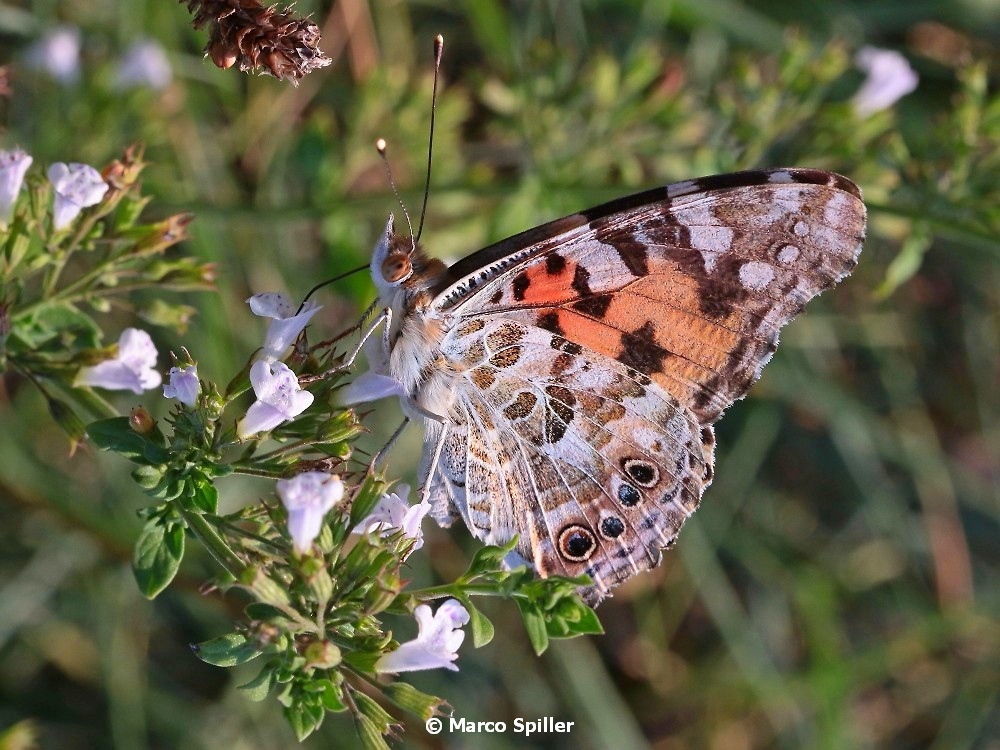 Vanessa cardui